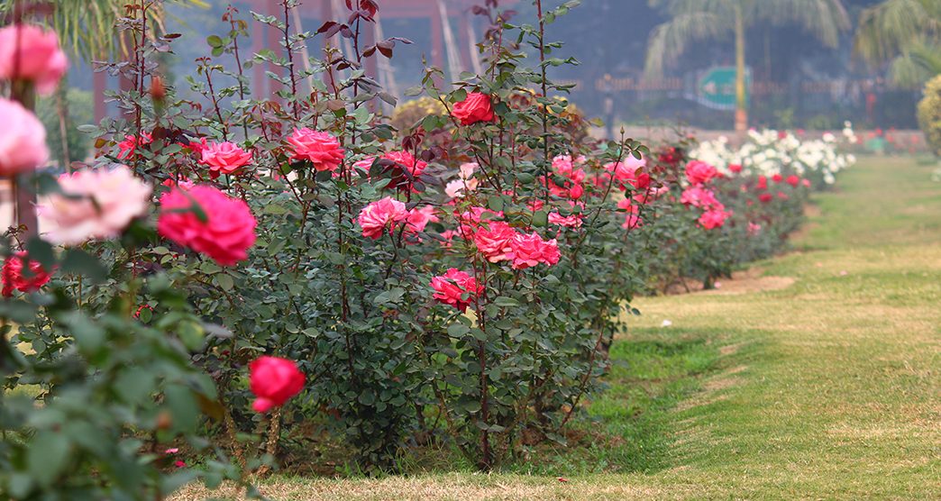 India Africa Friendship Rose Garden